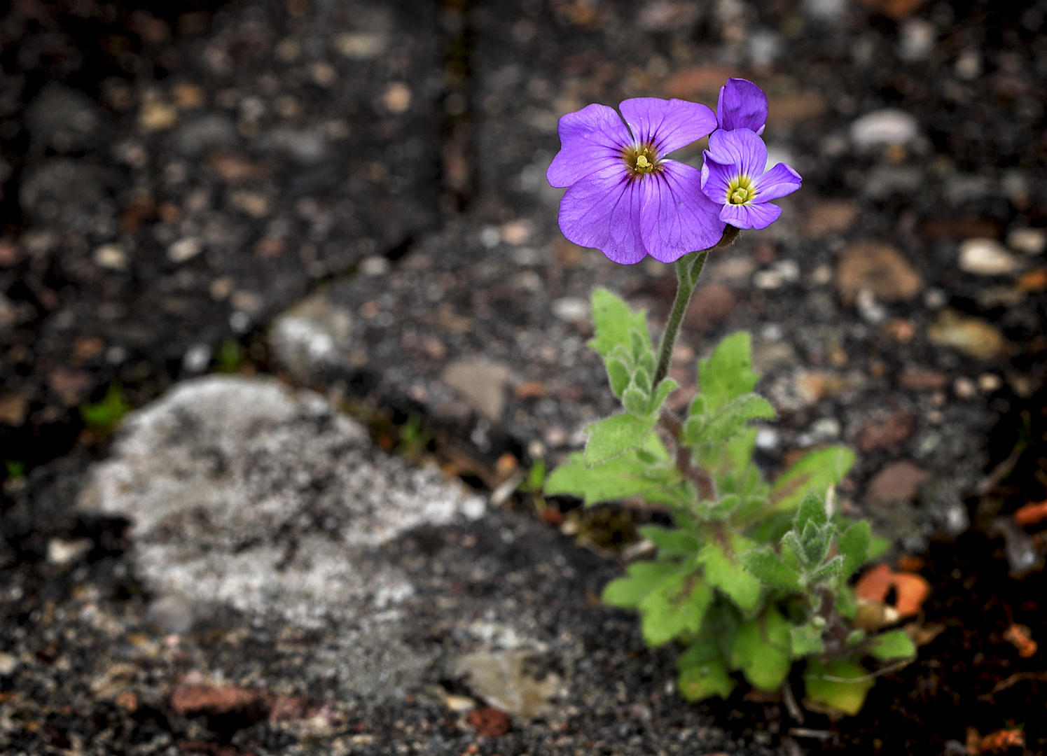 Pflasterblümchen