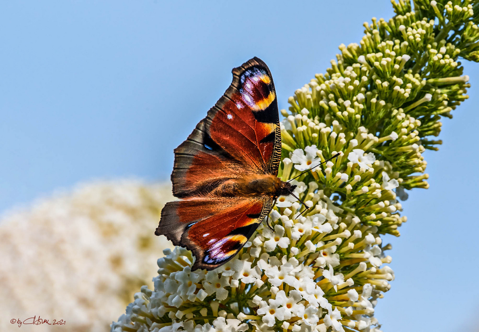 Pflauenauge im Schmetterlingsflieder