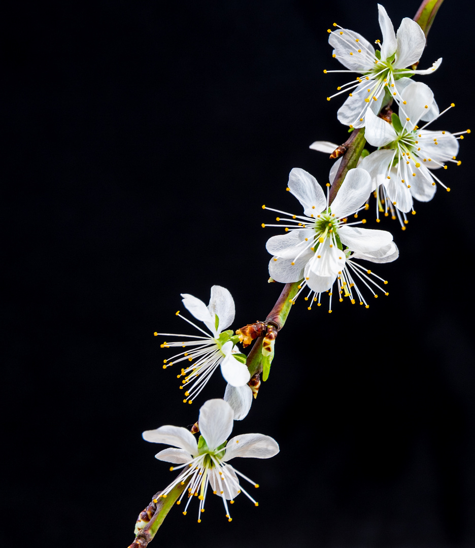 Pflaume aus dem Garten