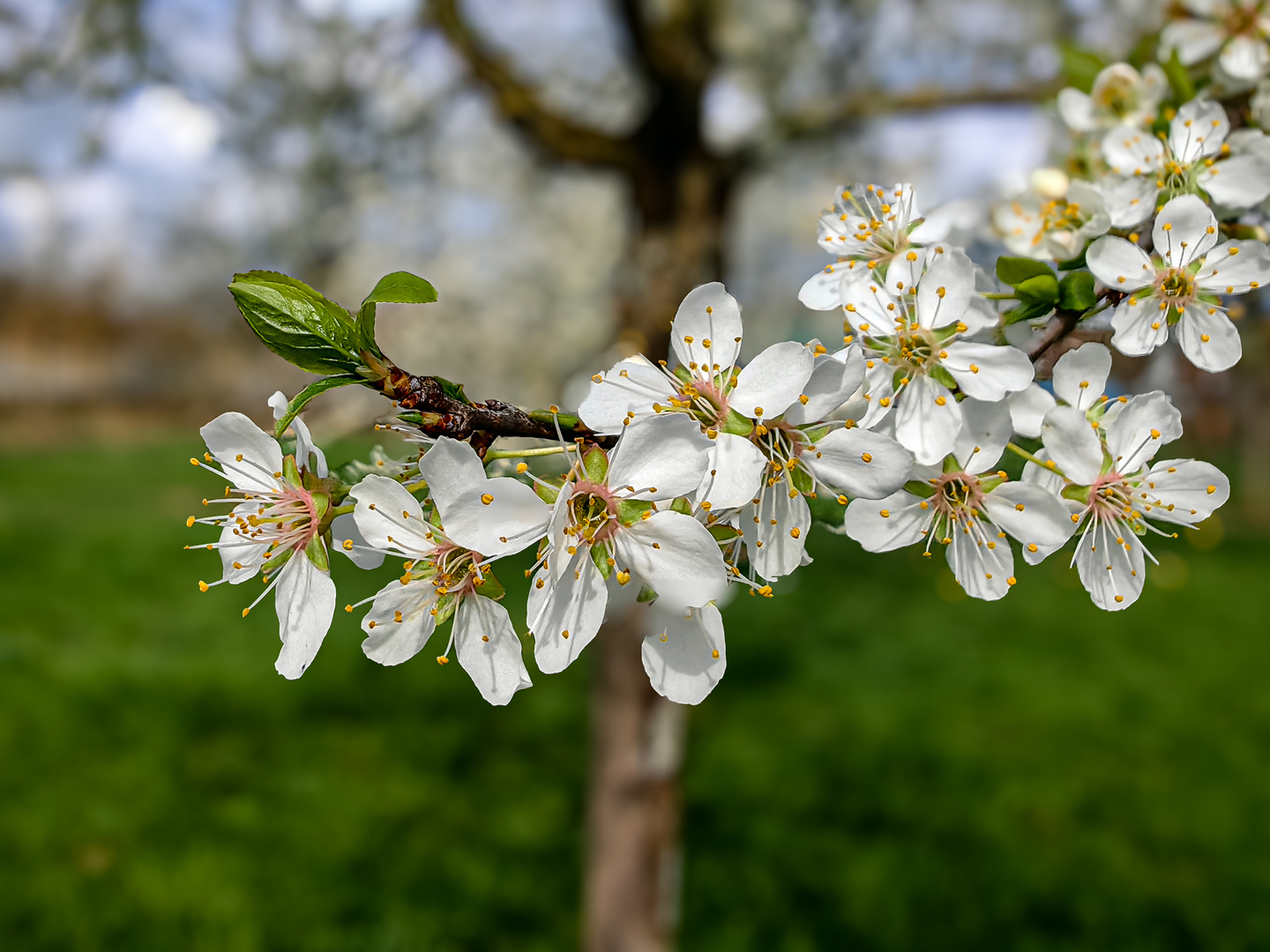 Pflaume  Prunus domestica