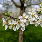 Pflaume  Prunus domestica