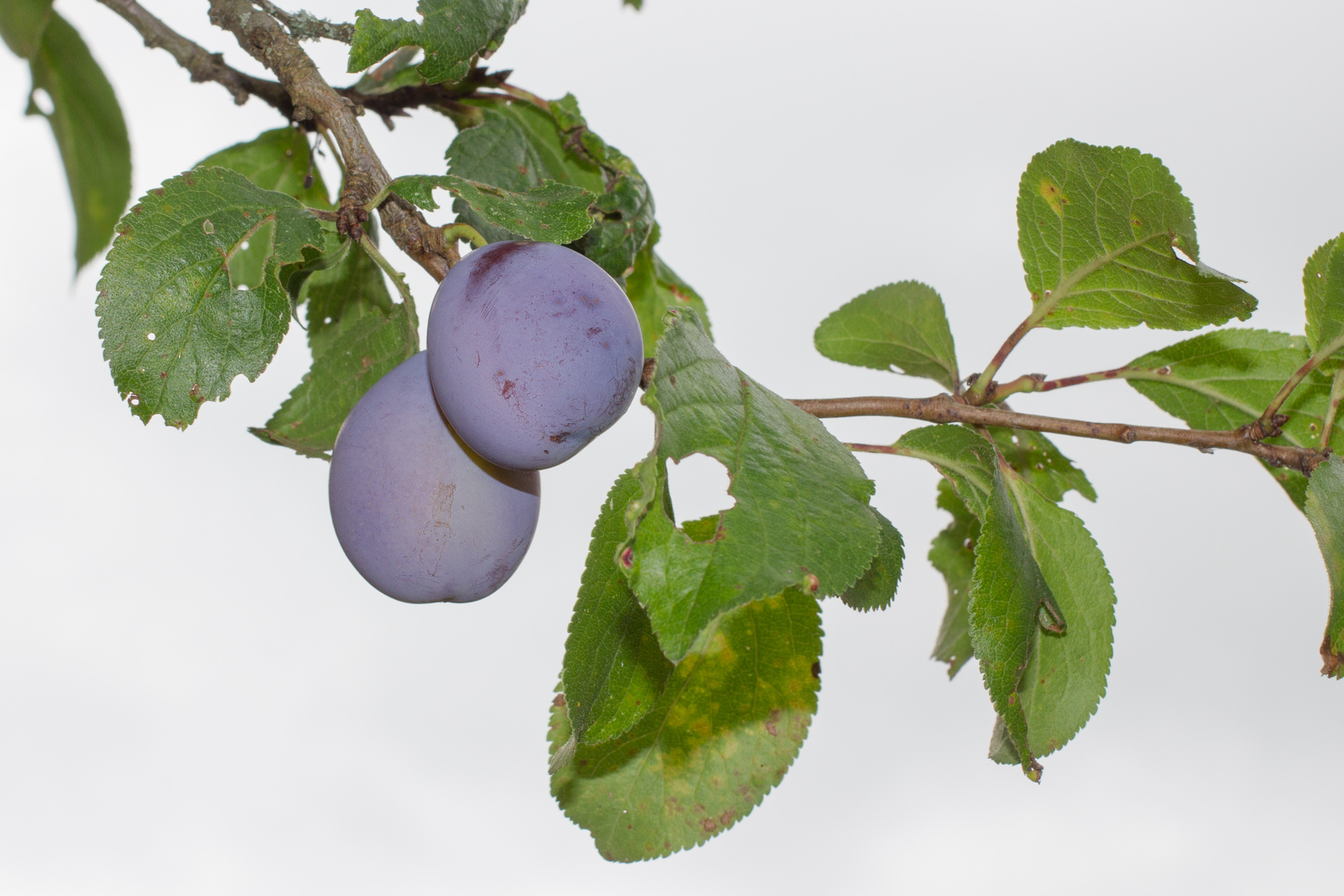 Pflaumen am Baum