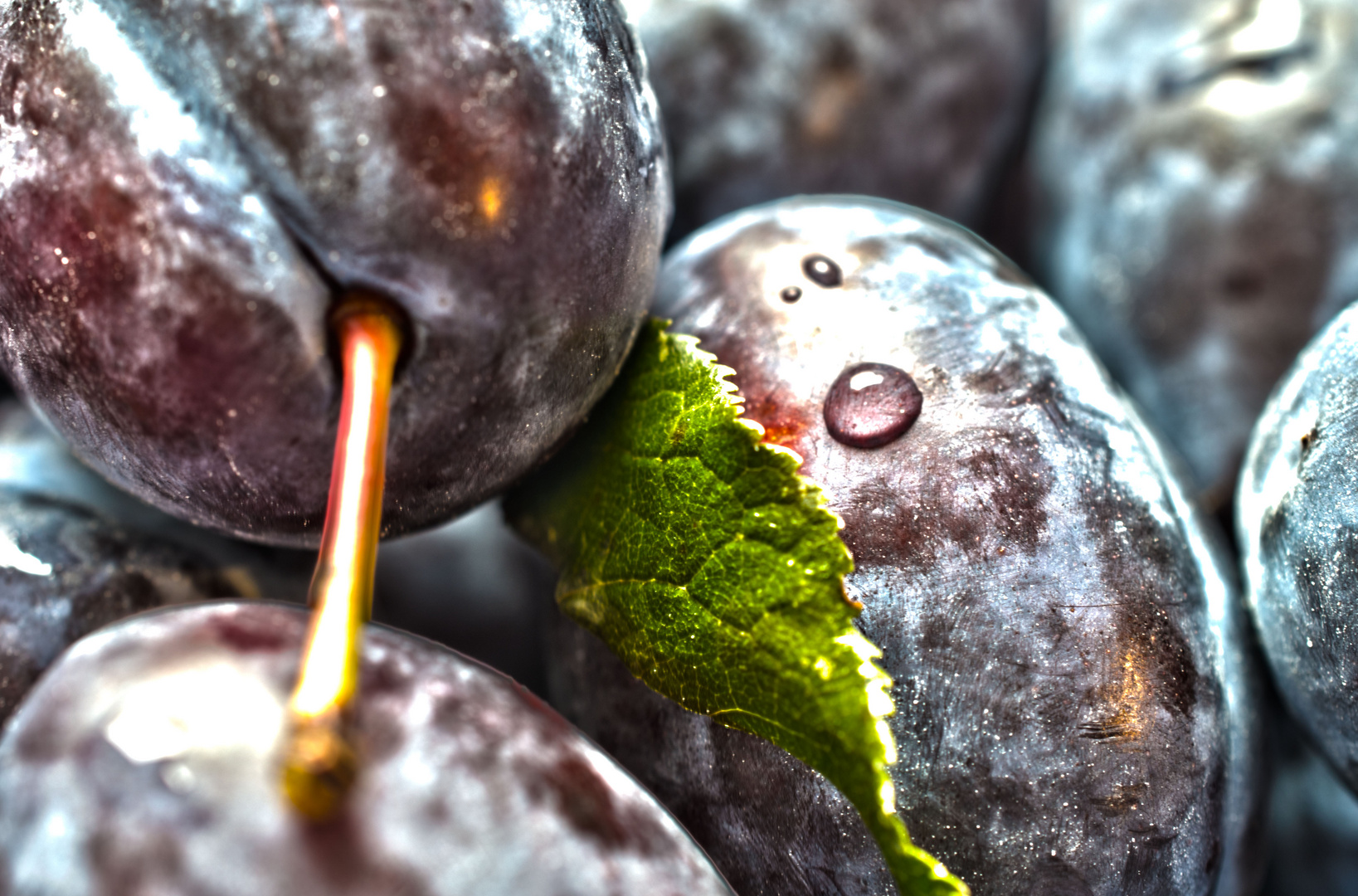 Pflaumen Foto &amp; Bild | pflanzen, pilze &amp; flechten, früchte und beeren ...