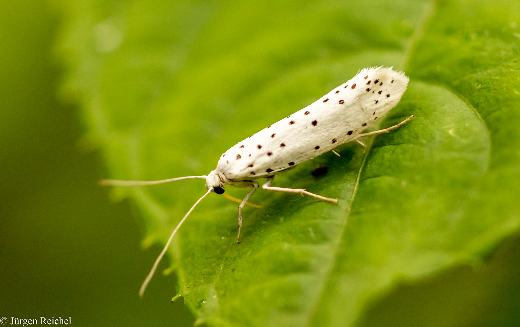 Pflaumen-Gespinstmotte ( Yponomeuta padella ) 