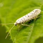 Pflaumen-Gespinstmotte ( Yponomeuta padella ) 