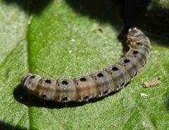 Pflaumen-Gespinstmotte (Yponomeuta padella) - Raupe