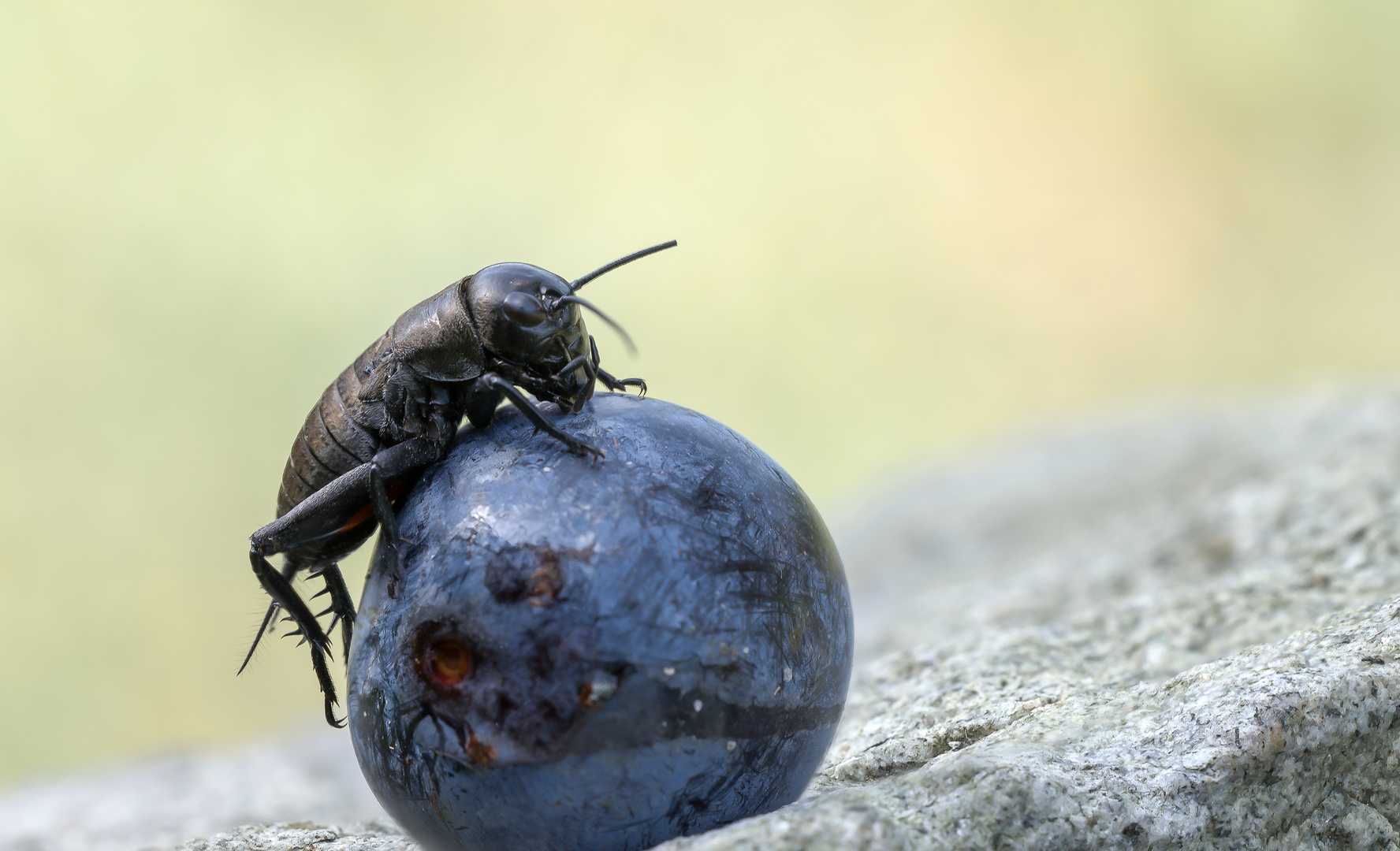 Pflaumen-Grille Foto &amp; Bild | tiere, wildlife, insekten Bilder auf ...