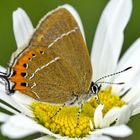 Pflaumen-Zipfelfalter (Satyrium pruni)