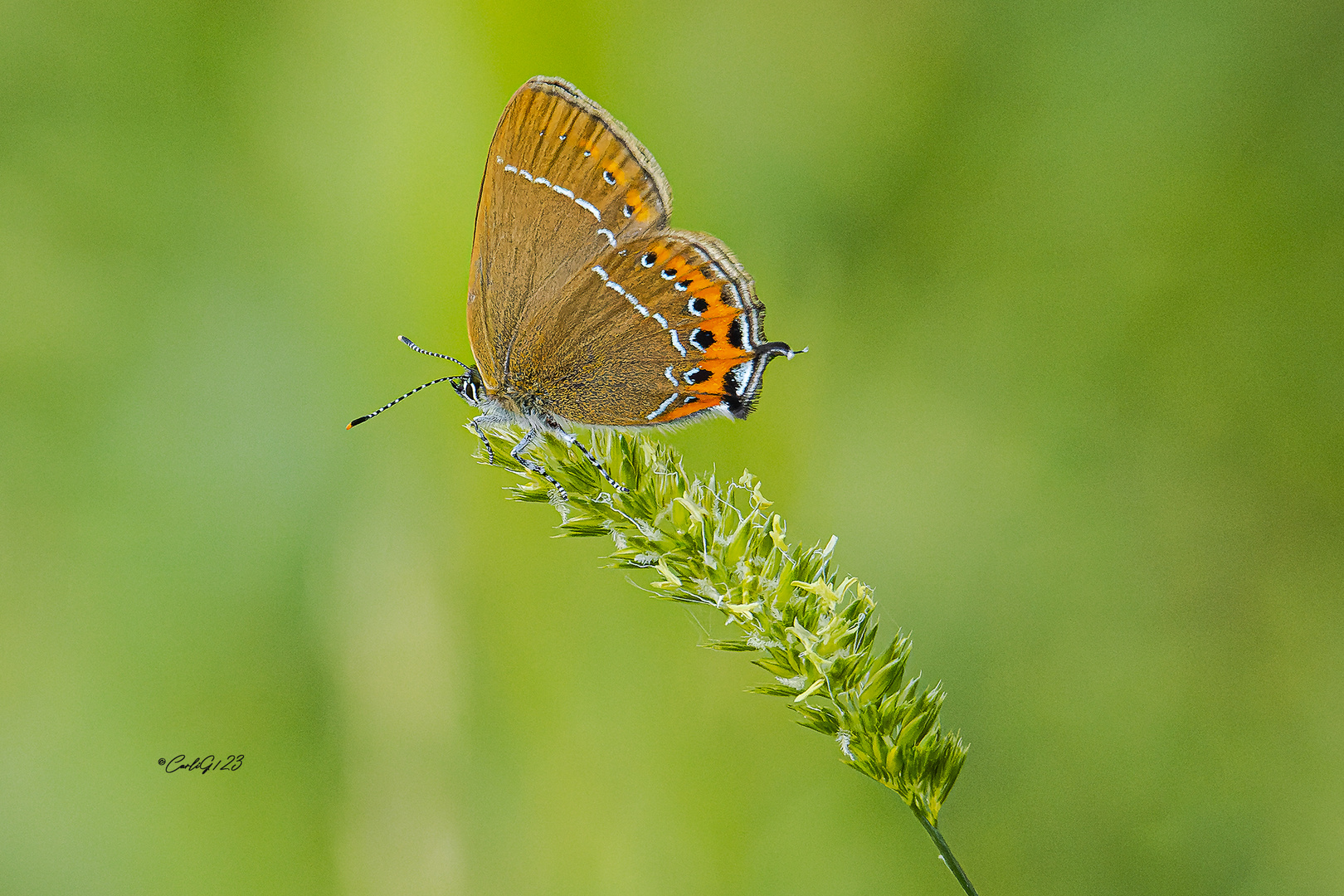 Pflaumen-Zipfelfalter (Satyrium pruni) 