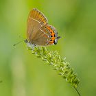 Pflaumen-Zipfelfalter (Satyrium pruni) 