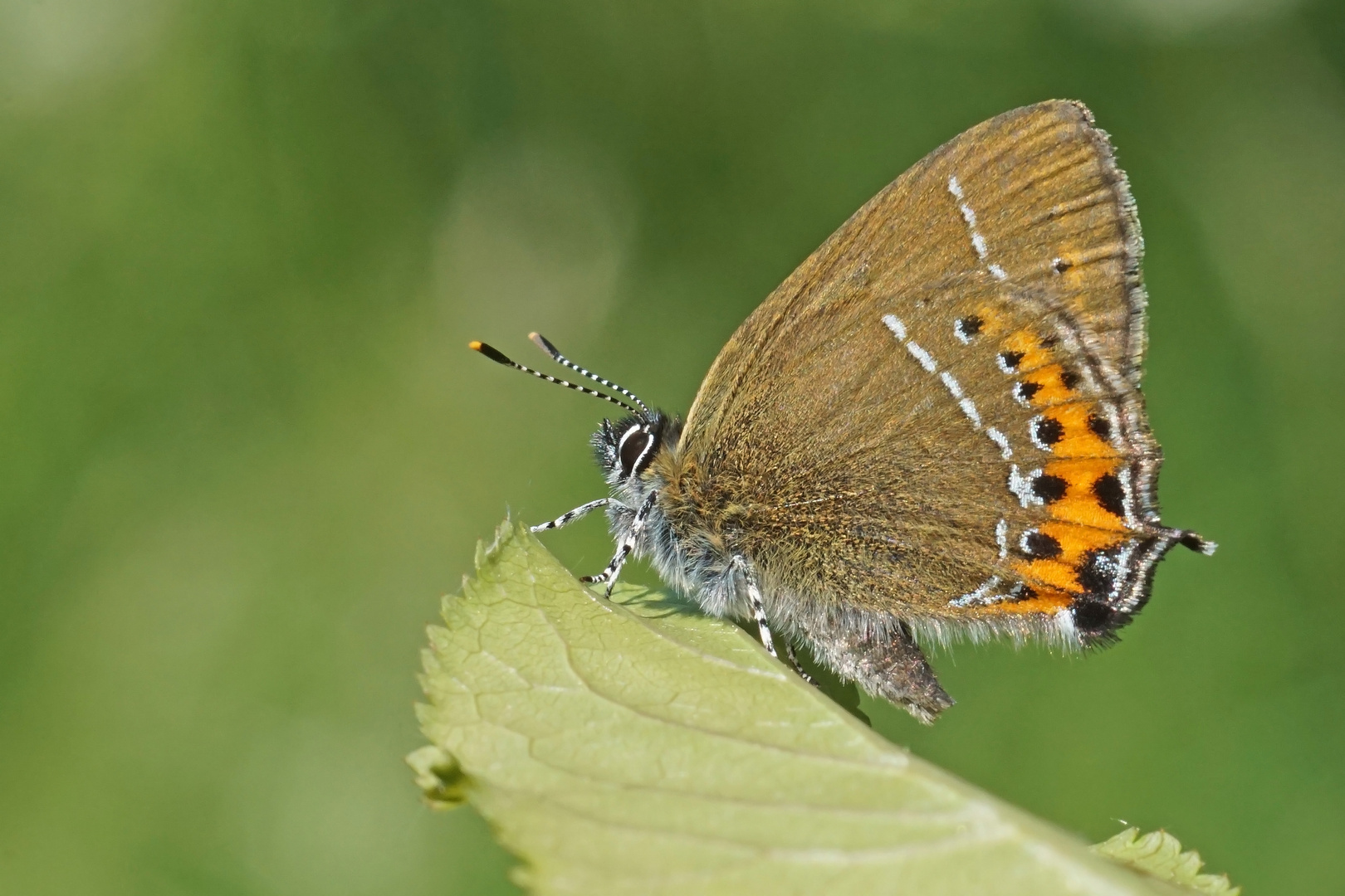 Pflaumen-Zipfelfalter (Satyrium pruni)