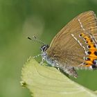 Pflaumen-Zipfelfalter (Satyrium pruni)