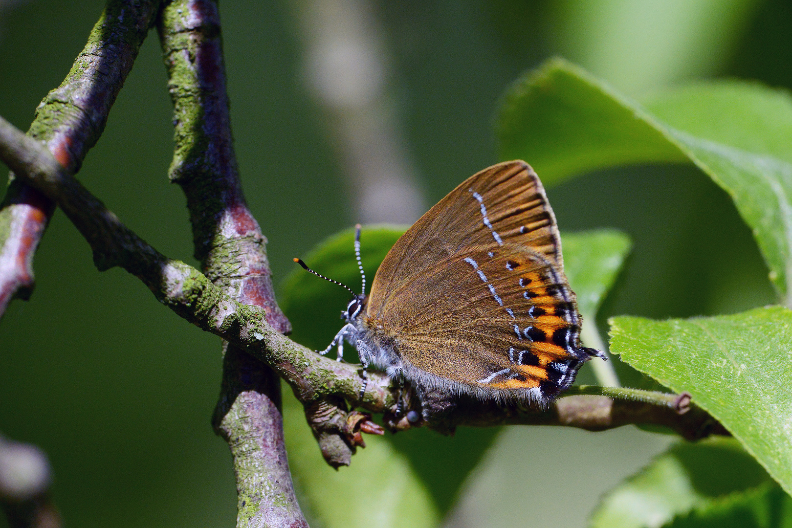 Pflaumen-Zipfelfalter - satyrium pruni