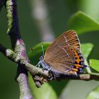 Pflaumen-Zipfelfalter - satyrium pruni