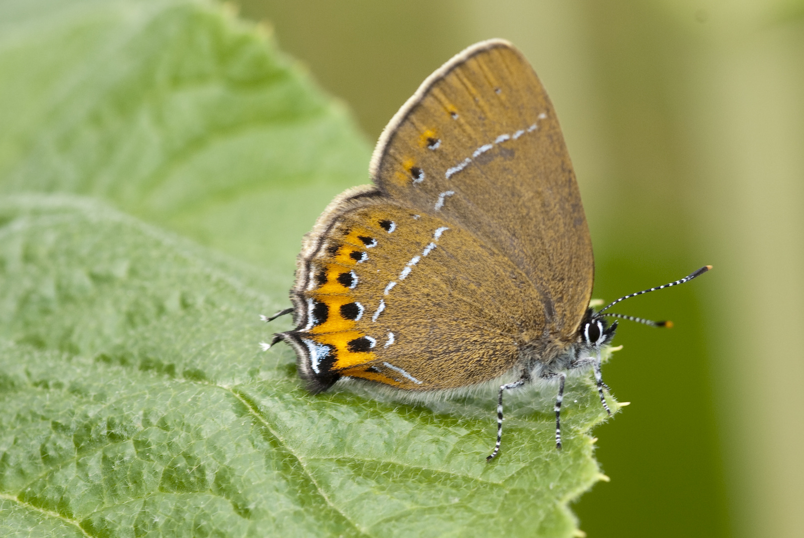 Pflaumen-Zipfelfalter (Satyrium pruni)