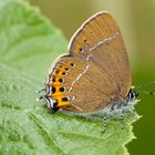 Pflaumen-Zipfelfalter (Satyrium pruni)