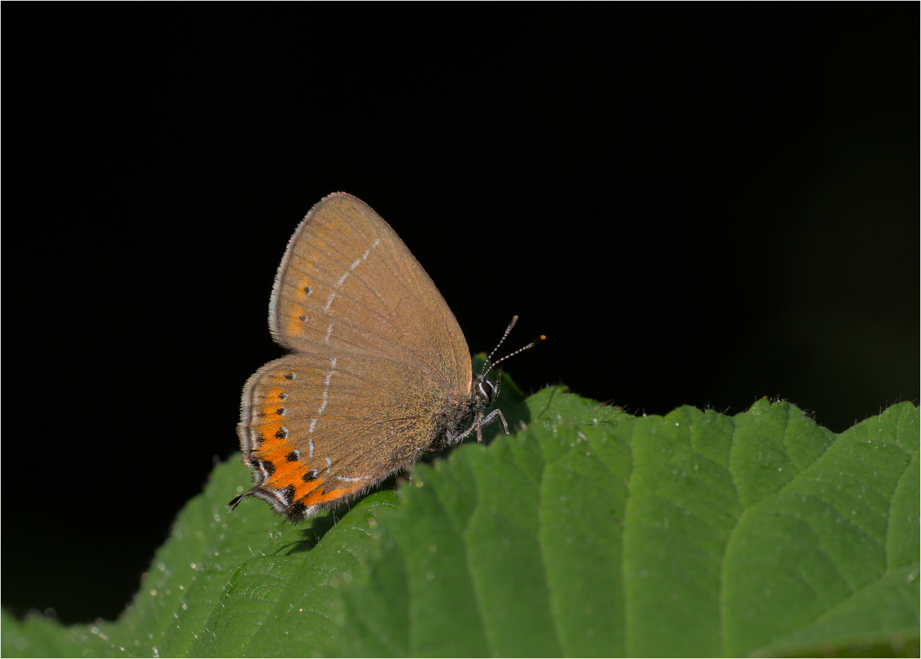 Pflaumen-Zipfelfalter (Satyrium pruni)