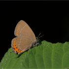 Pflaumen-Zipfelfalter (Satyrium pruni)