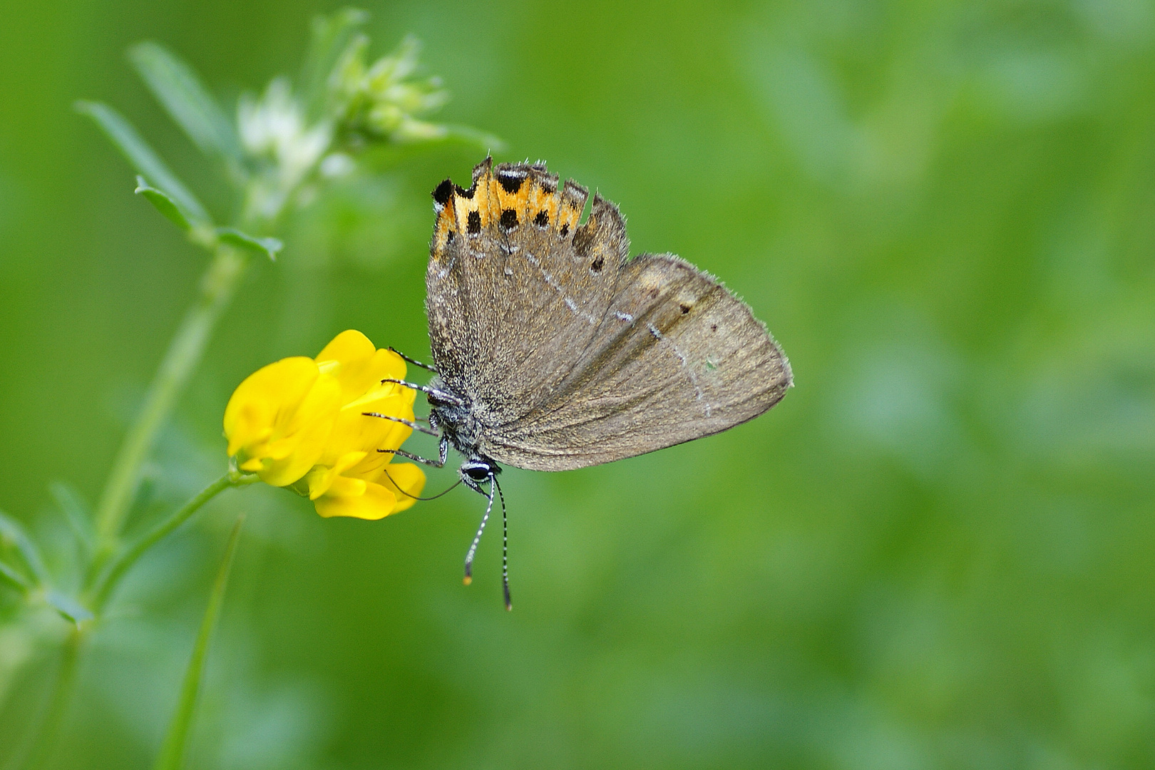 Pflaumen-Zipfelfalter (Satyrium pruni)