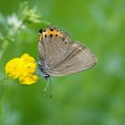 Pflaumen-Zipfelfalter (Satyrium pruni)