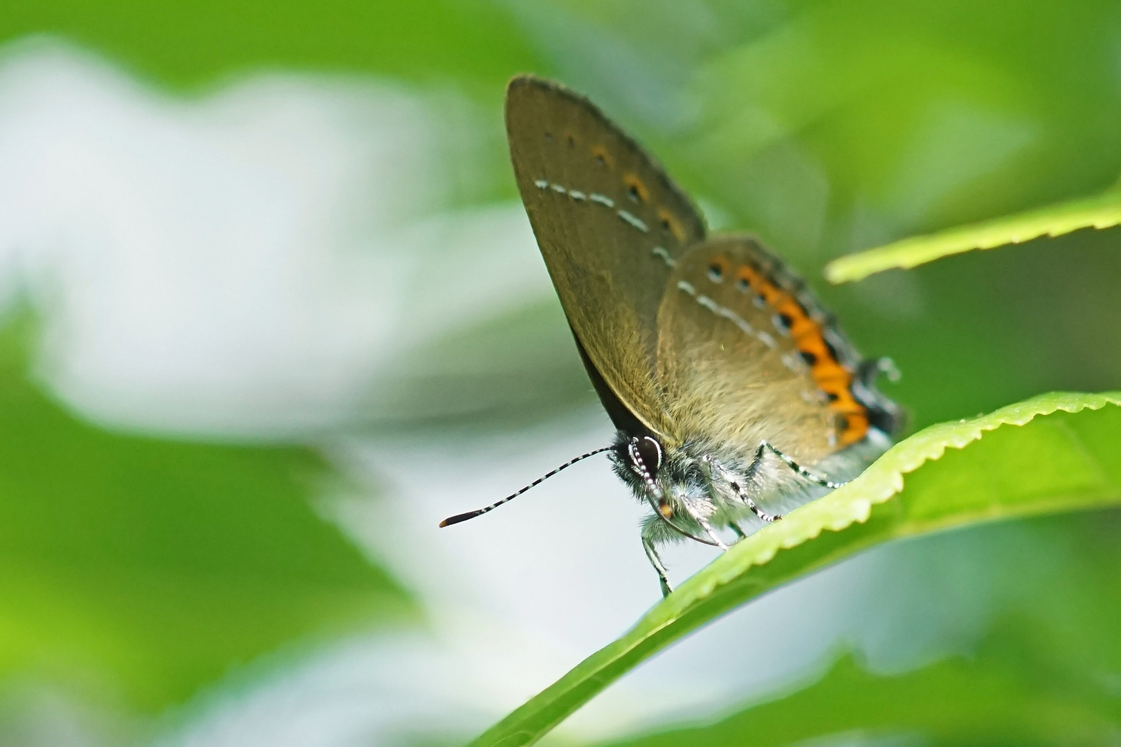 Pflaumen-Zipfelfalter (Satyrium pruni)