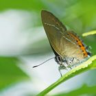 Pflaumen-Zipfelfalter (Satyrium pruni)