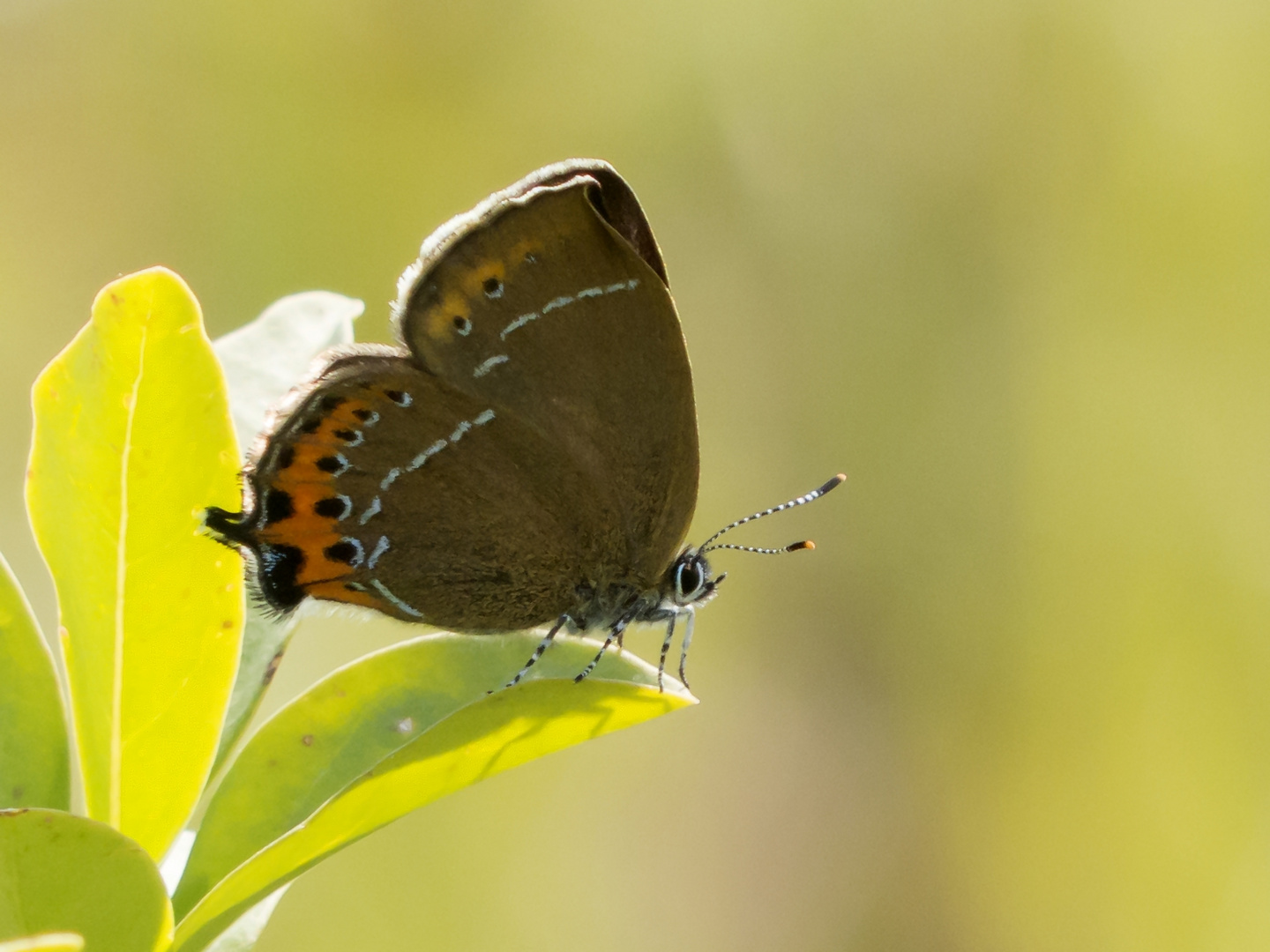 Pflaumen-Zipfelfalter (Satyrium pruni)