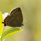 Pflaumen-Zipfelfalter (Satyrium pruni)