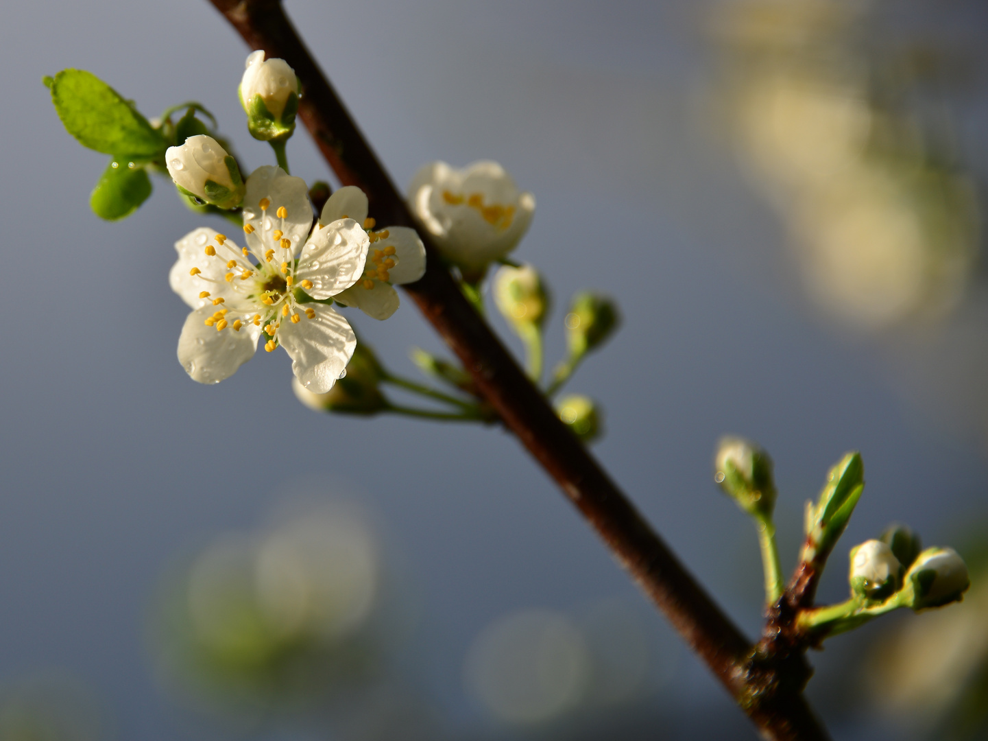 Pflaumenbaum-Blüte