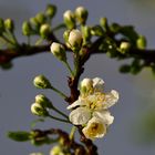 Pflaumenbaum-Blüte