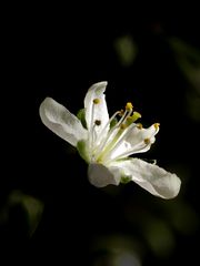 Pflaumenbaum Blüten 1