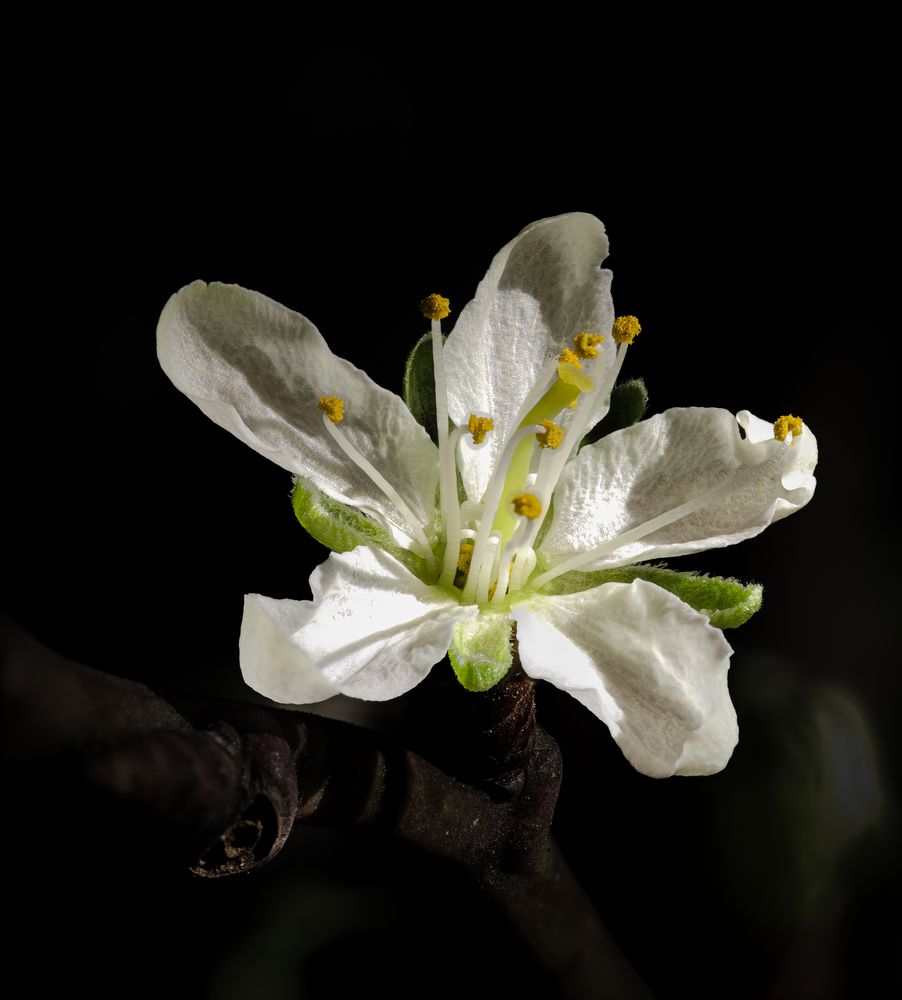 Pflaumenbaum Blüten 2