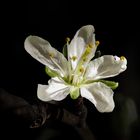 Pflaumenbaum Blüten 2