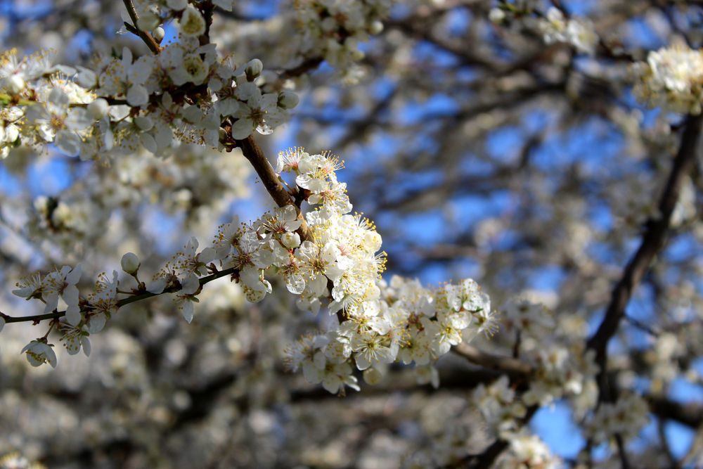 Pflaumenbaum - detail