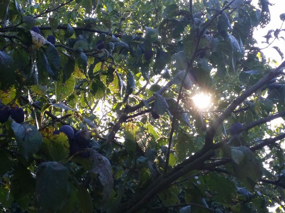Pflaumenbaum im Sonnenlicht