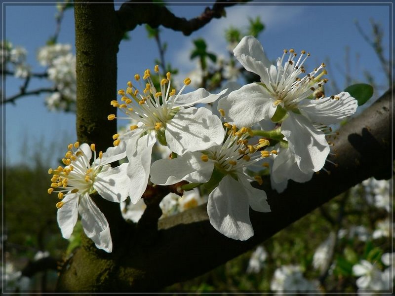 Pflaumenbaum in Blüte