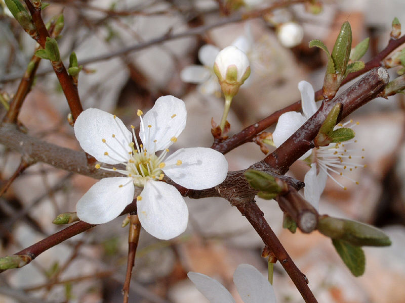 Pflaumenbaumblüte