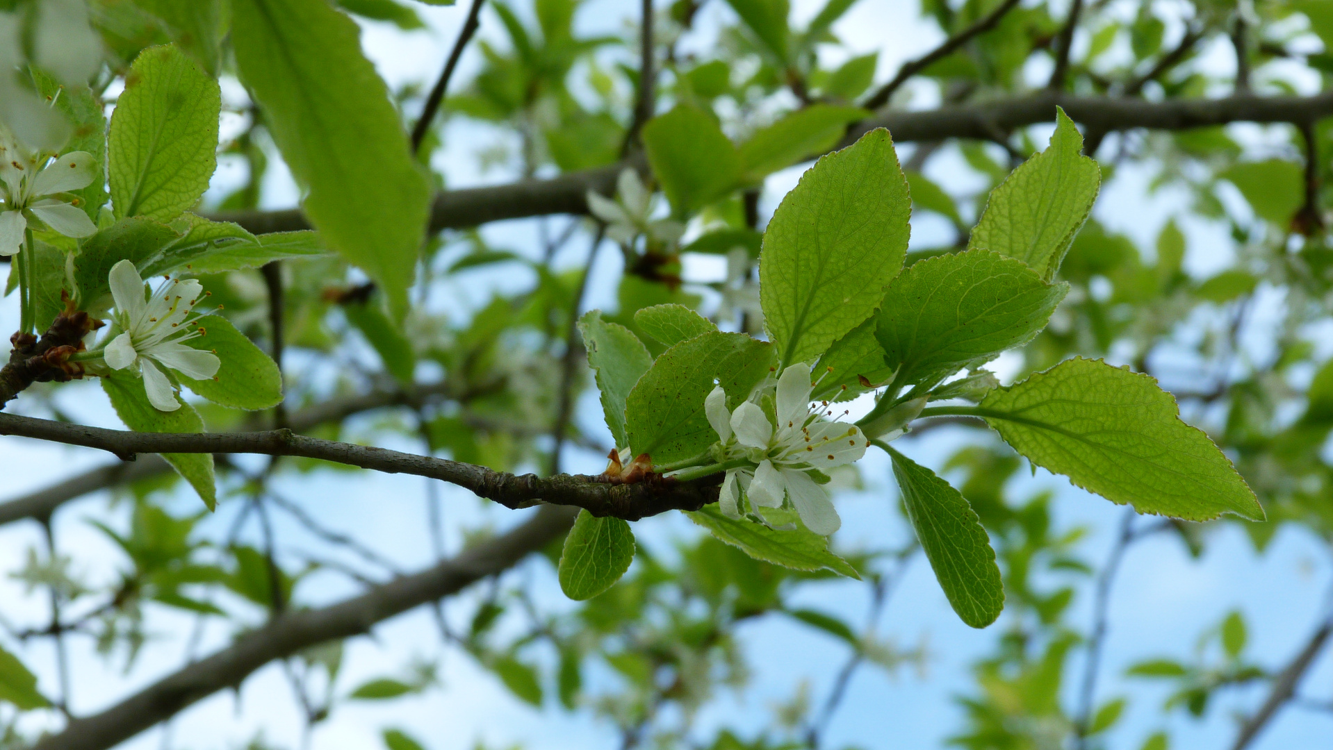 Pflaumenbaumblüte