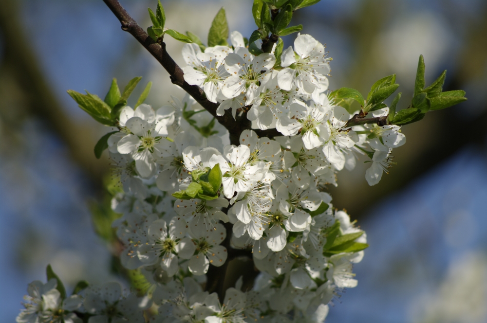 Pflaumenbaumblüten