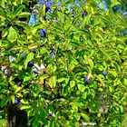 „ Pflaumenblau " an Blattgoldgrün