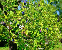 „ Pflaumenblau " an Blattgoldgrün