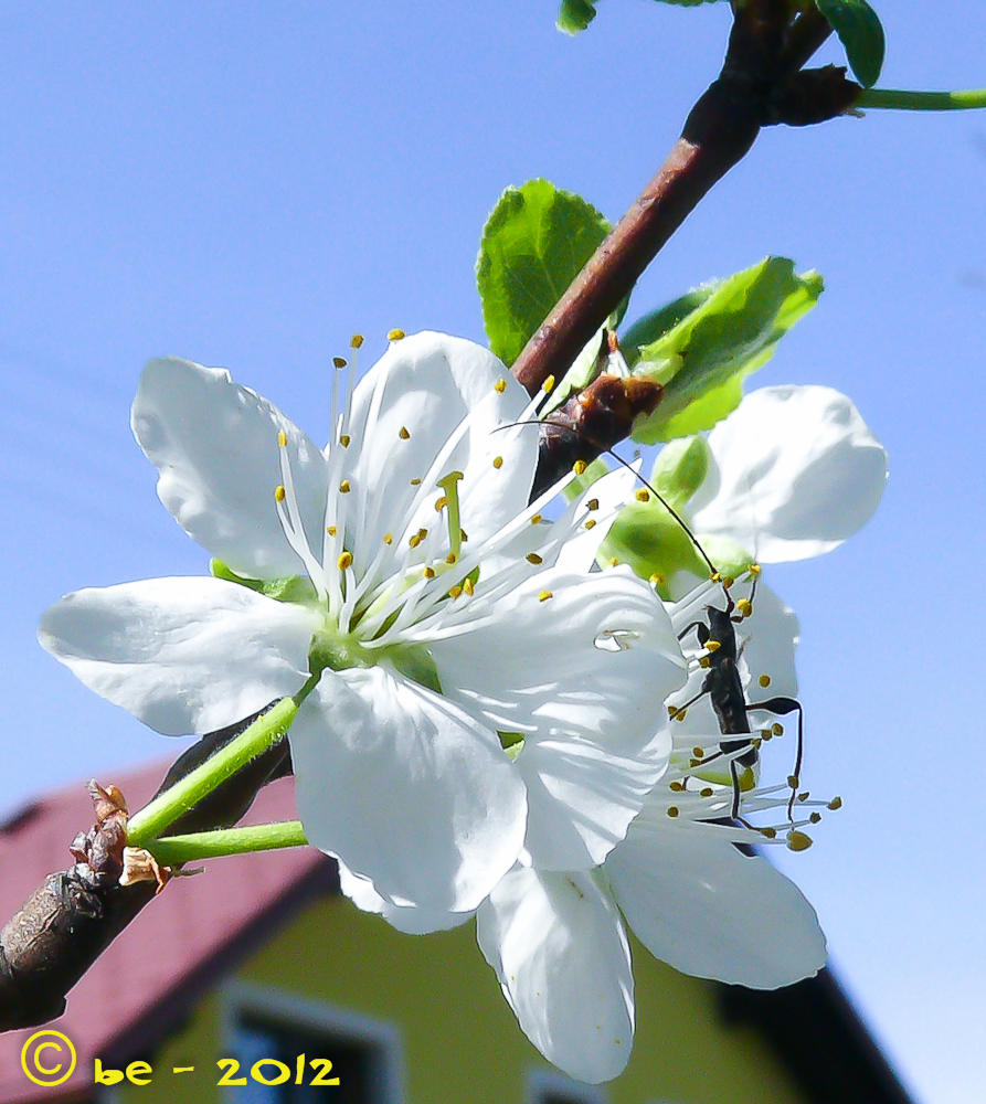 Pflaumenblüte