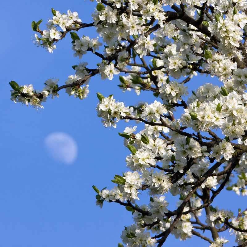 Pflaumenblüte.... Foto & Bild jahreszeiten, frühling, natur Bilder
