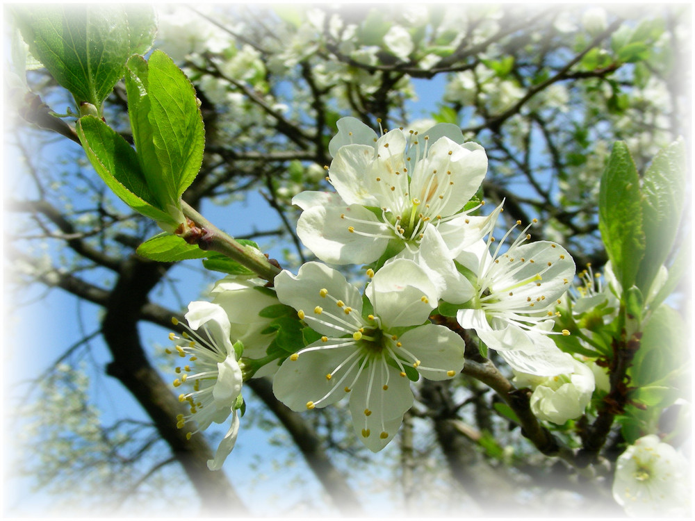 Pflaumenblüte