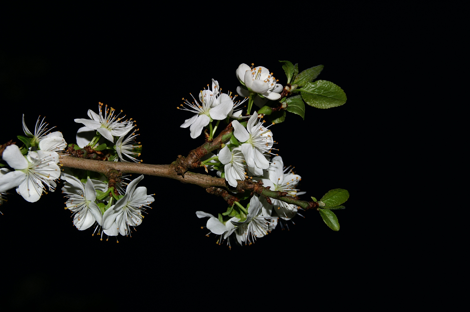 Pflaumenblüte