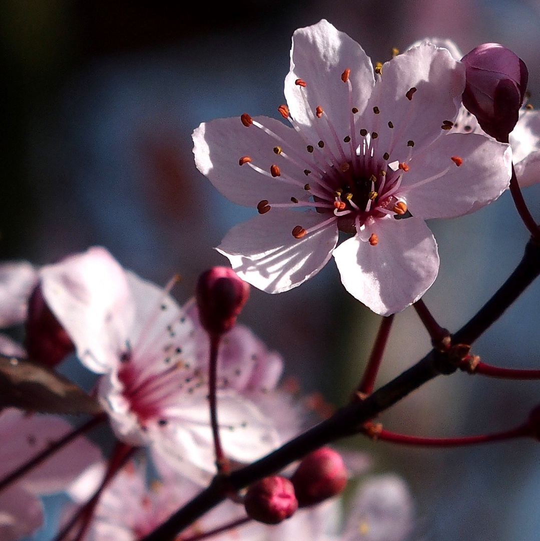 Pflaumenblüte