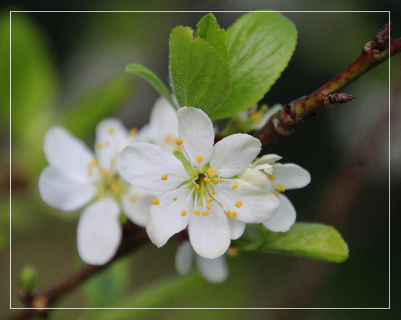   Pflaumenblüte ..