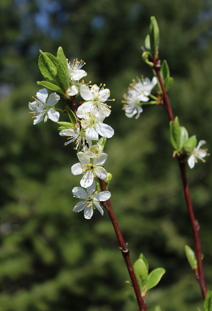 Pflaumenblüte ...