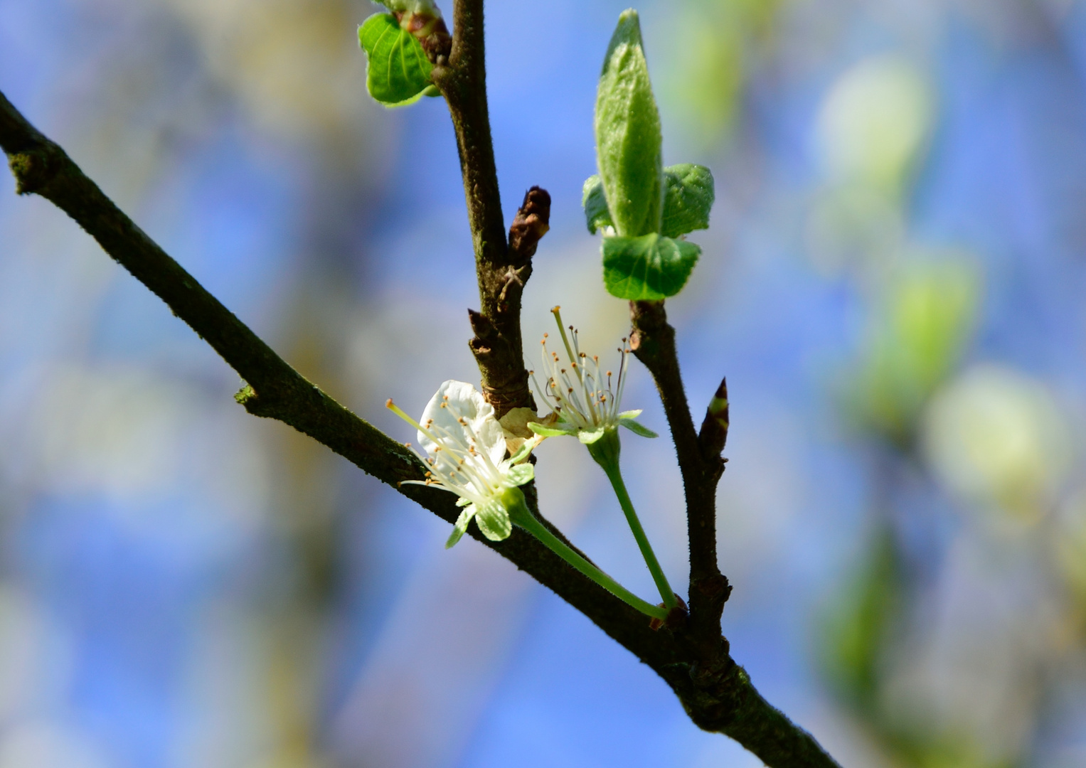 Pflaumenblüte