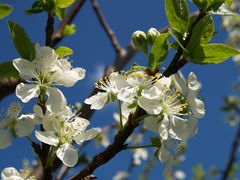 Pflaumenblüte